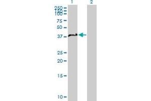 Western Blot analysis of NCF4 expression in transfected 293T cell line by NCF4 MaxPab polyclonal antibody. (NCF4 antibody  (AA 1-339))