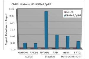 Chromatin Immunoprecipitation of Histone H3 [p Thr6, Dimethyl Lys9] Antibody.