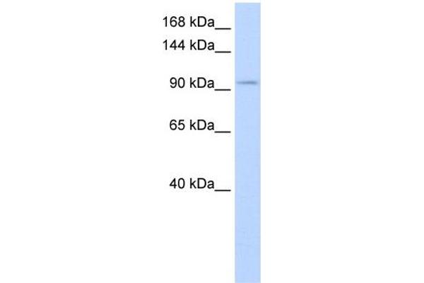 SALL3 antibody  (Middle Region)