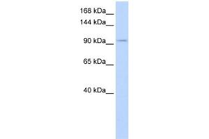 WB Suggested Anti-SALL3 Antibody Titration:  0. (SALL3 antibody  (Middle Region))