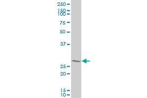 GTF2H3 antibody  (AA 1-110)