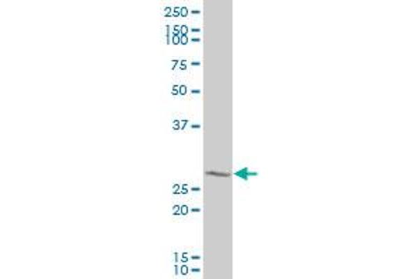 GTF2H3 antibody  (AA 1-110)