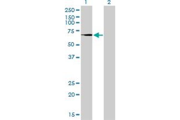 Transglutaminase 2 antibody  (AA 1-120)