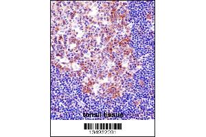 SPI1 Antibody immunohistochemistry analysis in formalin fixed and paraffin embedded human tonsil tissue followed by peroxidase conjugation of the secondary antibody and DAB staining. (SPI1 antibody  (C-Term))
