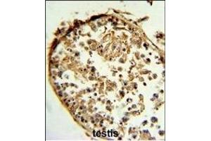 CTSS Antibody (Center) (ABIN391571 and ABIN2841508) IHC analysis in formalin fixed and paraffin embedded human testis tissue followed by peroxidase conjugation of the secondary antibody and DAB staining. (Cathepsin S antibody  (AA 210-240))