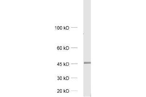 dilution: 1 : 1000, sample: rat brain homogenate (GIPC1 antibody)