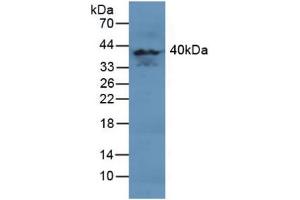 Figure. (MAPK11 antibody  (AA 38-277))