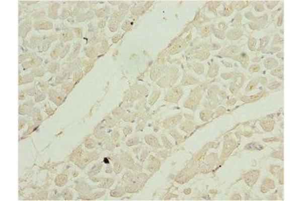 SHOX2 antibody  (AA 72-331)