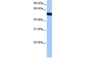 alpha Tubulin 3C antibody used at 1 ug/ml to detect target protein.