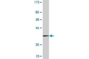 Western Blot detection against Immunogen (36.