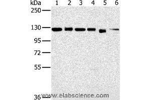 Western blot analysis of 293T, K562, hela, 231, Jurkat and NIH/3T3 cell, using MATR3 Polyclonal Antibody at dilution of 1:500 (MATR3 antibody)