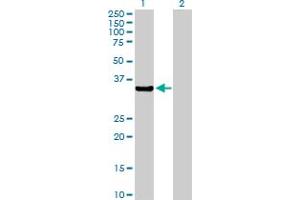 Western Blot analysis of AKR7A2 expression in transfected 293T cell line by AKR7A2 MaxPab polyclonal antibody. (AKR7A2 antibody  (AA 1-330))