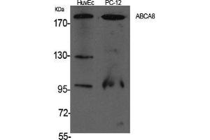 Western Blot (WB) analysis of specific cells using ABCA8 Polyclonal Antibody. (ABCA8 antibody  (Internal Region))