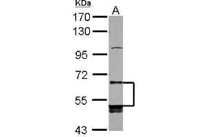 WB Image Sample (30 ug of whole cell lysate) A: K562 7. (LILRB5 antibody  (Internal Region))