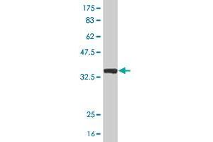 Western Blot detection against Immunogen (34. (TRA2B antibody  (AA 120-199))