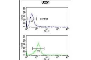 OLIG3 Antibody (Center) (ABIN652572 and ABIN2842385) flow cytometric analysis of  cells (bottom histogram) compared to a negative control cell (top histogram). (OLIG3 antibody  (AA 74-100))