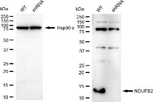 Western blotting analysis using NDUFB2 antibody (ABIN7799550).