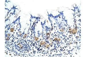 CSH1 antibody was used for immunohistochemistry at a concentration of 4-8 ug/ml to stain Epithelial cells of fundic gland {arrows) in Human Stomach. (CSH1 antibody)