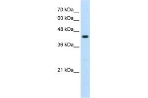 Western Blotting (WB) image for anti-Ring Finger Protein 32 (RNF32) antibody (ABIN2462684) (RNF32 antibody)