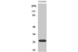 Western Blotting (WB) image for anti-Nuclear Receptor Interacting Protein 3 (NRIP3) (C-Term) antibody (ABIN3185959) (NRIP3 antibody  (C-Term))