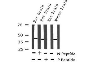 Western blot analysis of Phospho-p38 MAPK (Tyr323) expression in various lysates (MAPK14 antibody  (pTyr323))