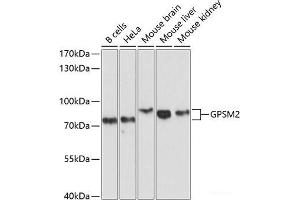 Western blot analysis of extracts of various cell lines using GPSM2 Polyclonal Antibody at dilution of 1:1000. (GPSM2 antibody)