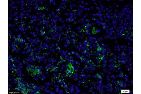 SMO antibody  (AA 551-650)