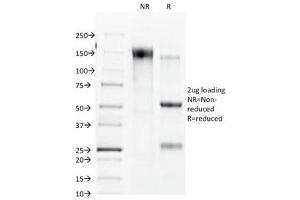 SDS-PAGE Analysis of Purified, BSA-Free Connexin 32 Antibody (clone R5.