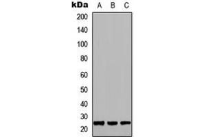 Western blot analysis of GH1 expression in HEK293T (A), NS-1 (B), PC12 (C) whole cell lysates.