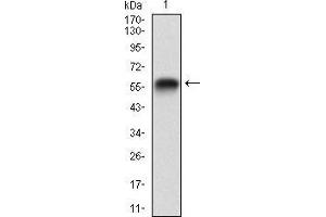 RAP1GAP anticorps  (AA 412-678)