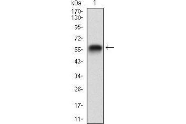 RAP1GAP anticorps  (AA 412-678)