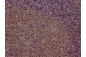 IHC image of ABIN7166529 diluted at 1:100 and staining in paraffin-embedded human tonsil tissue performed on a Leica BondTM system. (PCDHb7 antibody  (AA 463-682))