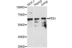 Western blot analysis of extracts of various cell lines, using PES1 antibody (ABIN6293971) at 1:3000 dilution.
