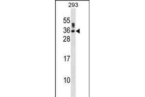SSX5 Antibody (N-term) (ABIN1538874 and ABIN2850004) western blot analysis in 293 cell line lysates (35 μg/lane). (SSX5 antibody  (N-Term))