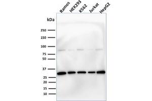 Western Blot Analysis of human Ramos, HEK293, K562, Jurkat, HepG2, using Prohibitin Mouse Monoclonal Antibody (PHB/1881).