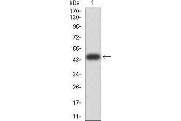 ATG13 Antikörper  (AA 339-550)