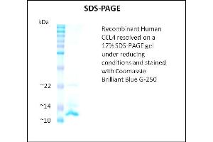 SDS-PAGE (SDS) image for Chemokine (C-C Motif) Ligand 4 (CCL4) (Active) protein (ABIN5509373) (CCL4 Protein)