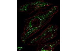 Immunofluorescence (IF) image for anti-Solute Carrier Family 25, Member 37 (SLC25A37) antibody (ABIN3004289) (SLC25A37 antibody)