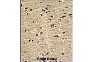 Formalin-fixed and paraffin-embedded human brain with CUEDC2 Antibody (C-term), which was peroxidase-conjugated to the secondary antibody, followed by DAB staining. (CUEDC2 antibody  (C-Term))
