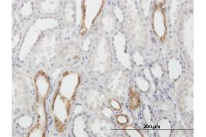 Immunoperoxidase of purified MaxPab antibody to CAPS on formalin-fixed paraffin-embedded human kidney. (Calcyphosine antibody  (AA 1-189))