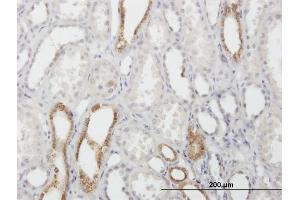 Immunoperoxidase of purified MaxPab antibody to CAPS on formalin-fixed paraffin-embedded human kidney.