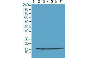 Western blot analysis of Lane 1: recombinant Histone H2A, Lane 2: recombinant Histone H2B, Lane 3: HeLa, Lane 4: A375, Lane 5: SK-MEL-2, Lane 6: A431, Lane 7: K562 whole cell lysates with Histone H2B monoclonal antibody, clone RM230  at 0.