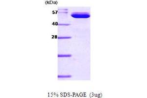 SDS-PAGE (SDS) image for Nicotinamide phosphoribosyltransferase (NAMPT) (AA 1-491) protein (His tag) (ABIN667699) (NAMPT Protein (AA 1-491) (His tag))