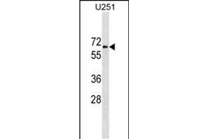 GGT1 Antibody (N-term) (ABIN1881373 and ABIN2838799) western blot analysis in  cell line lysates (35 μg/lane).