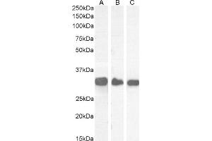 (ABIN185289) (0. (FHL1 antibody  (Internal Region))