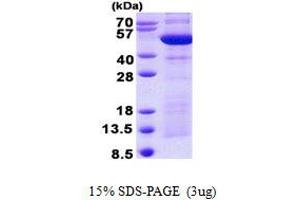 Synaptotagmin IV (SYT4) (AA 38-425) protein (His tag)