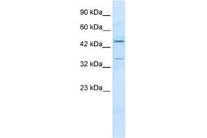 ZNF358 antibody  (N-Term)