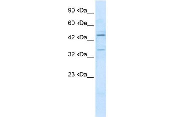 ZNF358 antibody  (N-Term)