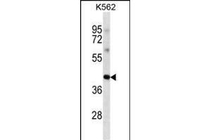 POU5F1 Antibody ABIN1539828 western blot analysis in K562 cell line lysates (35 μg/lane). (OCT4 antibody)