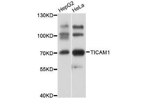 Western blot analysis of extracts of various cell lines, using TICAM1 antibody. (TICAM1 antibody  (AA 20-200))